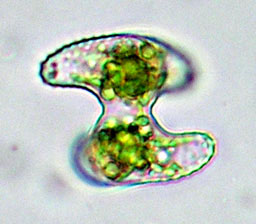 Staurastrum striolatum